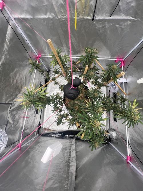Master Kush. Week 14