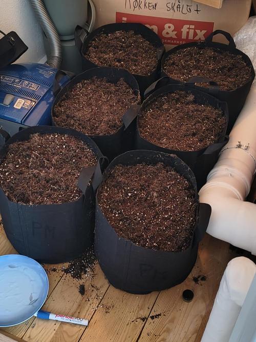 PM Auto. Week 1 - putting in soil