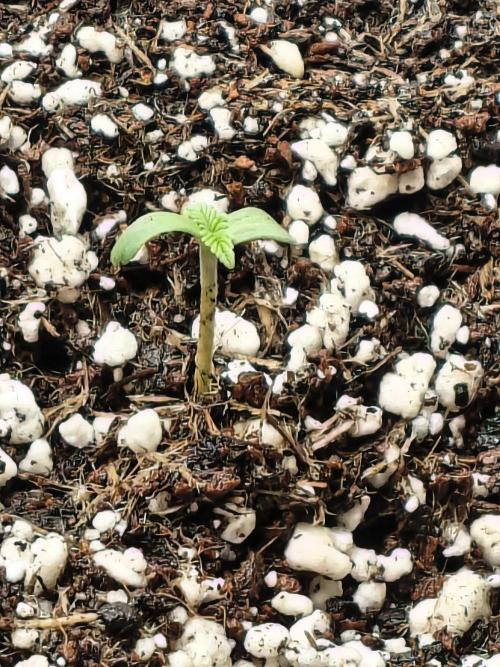 PM Auto. Week 1 - day 6-7 Maybe ..