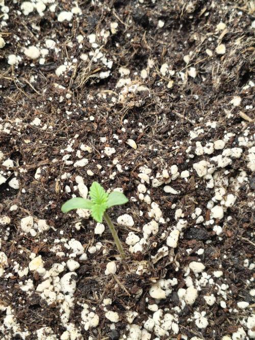 PM Auto. Week 1 - day 7