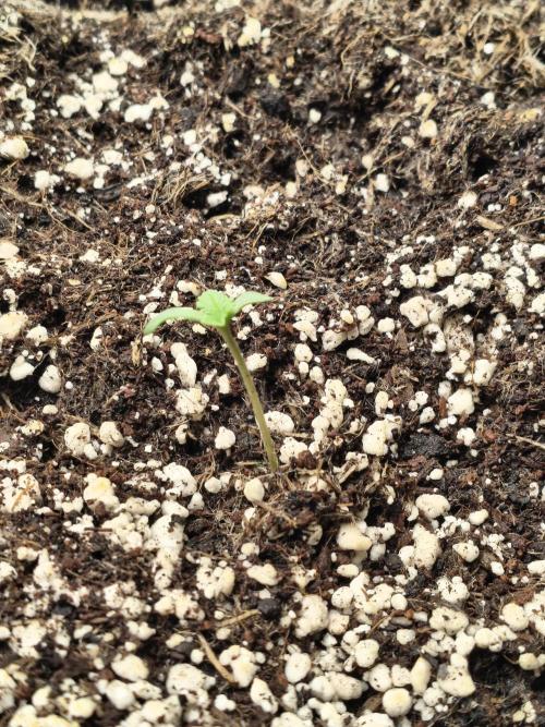 PM Auto. Week 1 - day 7