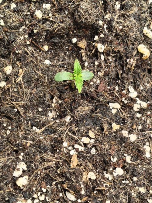 PM Auto. Week 1 - also 7