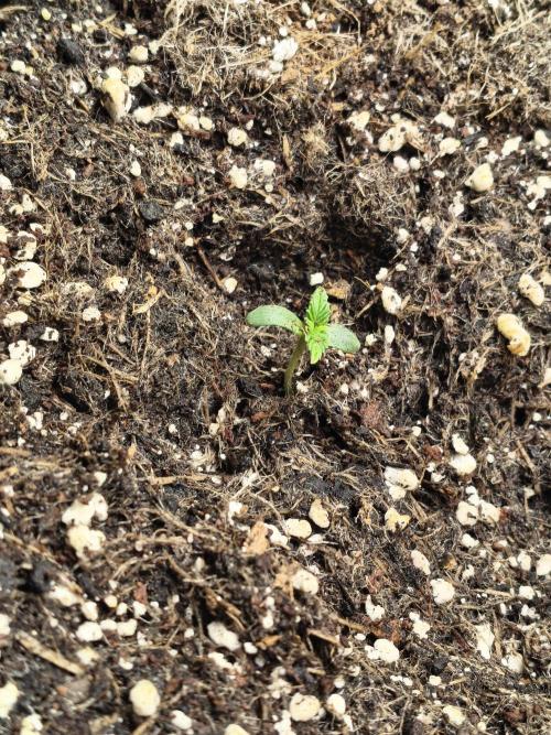PM Auto. Week 1 - and 8