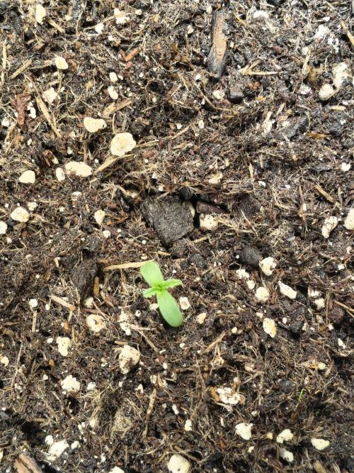 PM Auto. Week 1 - and 9