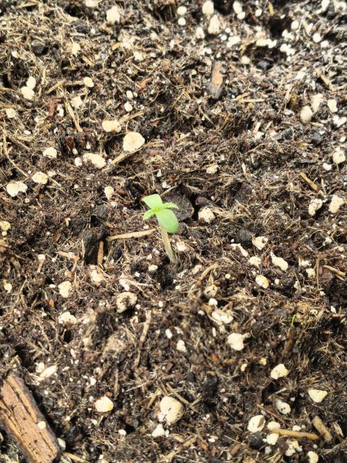 PM Auto. Week 1 - Maybe 9 to