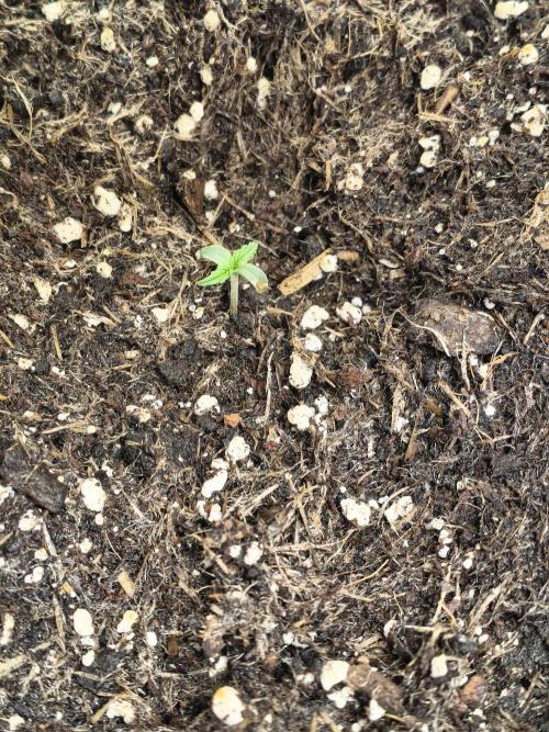 PM Auto. Week 1 - 10 Maybe 