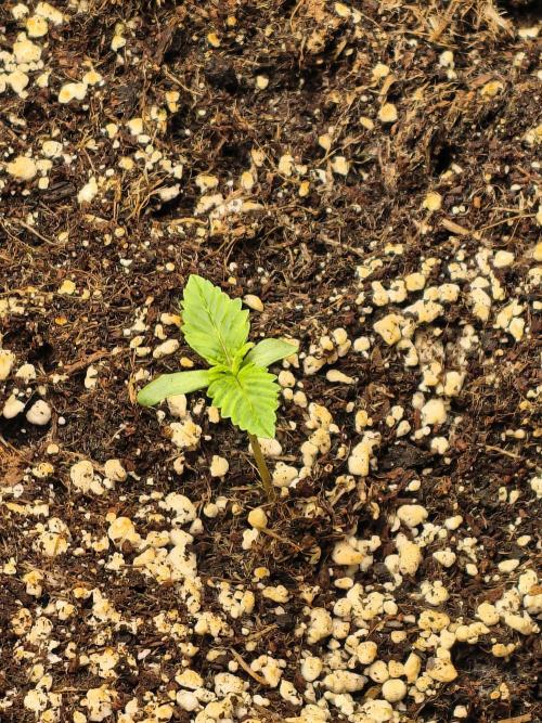 PM Auto. Week 1 - 12 Maybe 