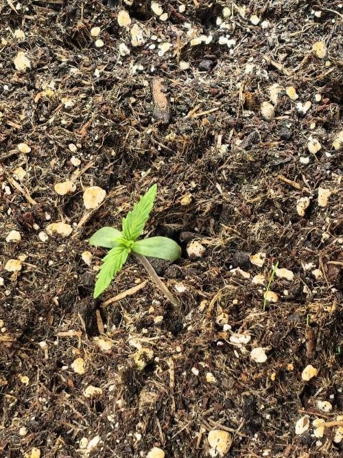 PM Auto. Week 1 - just look 