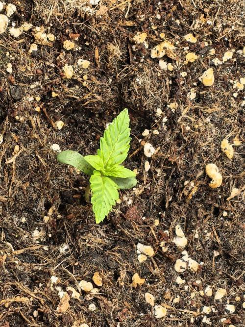 PM Auto. Week 1 - jep