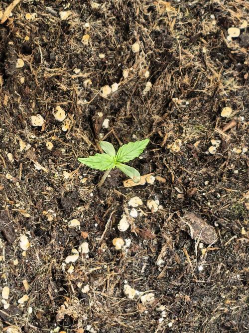 PM Auto. Week 1 - jep