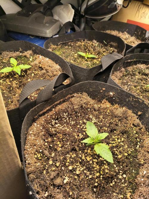 PM Auto. Week 1 - jeps