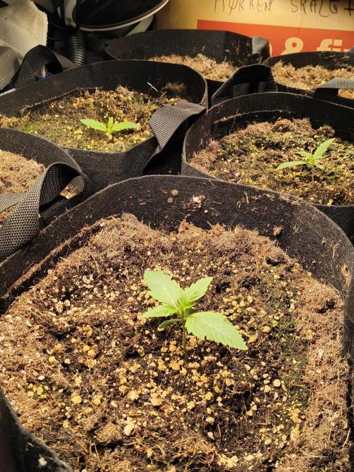PM Auto. Week 1 - smukt 