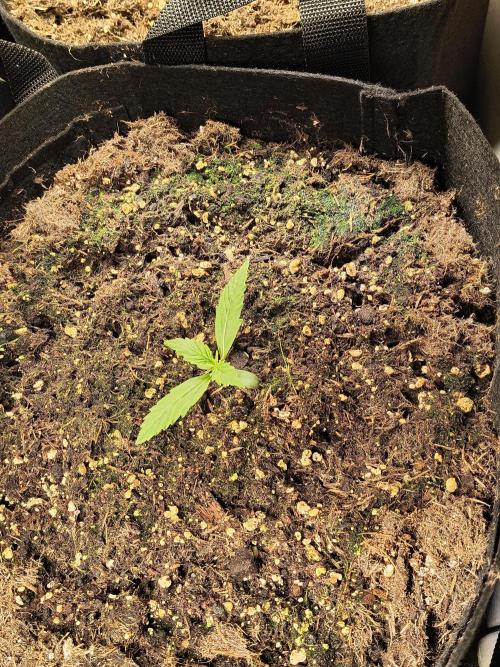 PM Auto. Week 1 - jaja