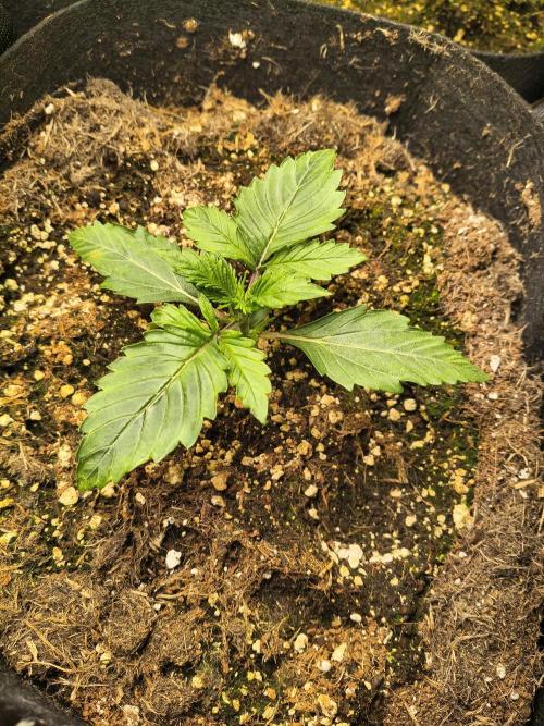 PM Auto. Week 1 - jojo