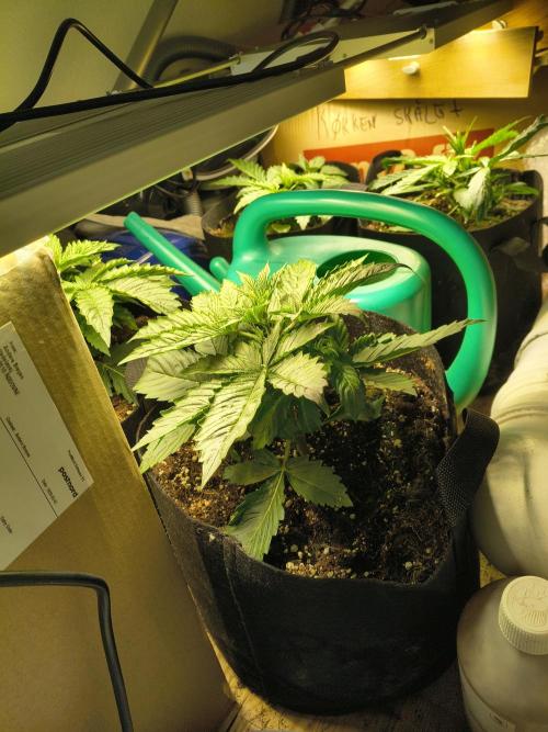 PM Auto. Week 1 - jaja