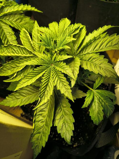 PM Auto. Week 1 - jaja