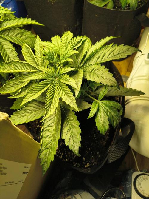 PM Auto. Week 1 - jaja