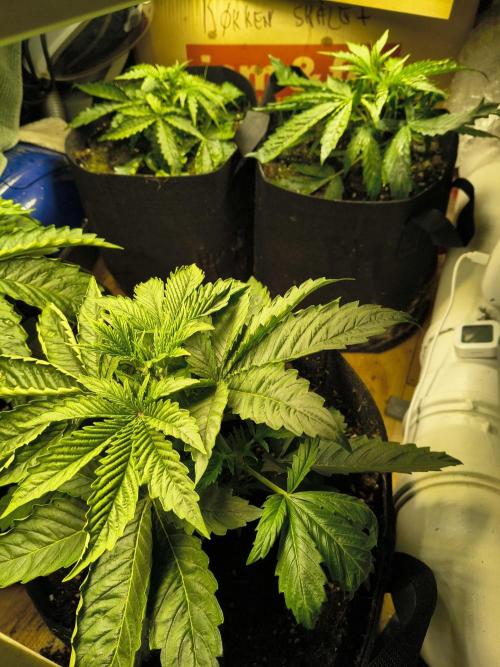 PM Auto. Week 1 - jaja
