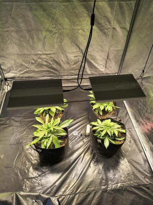 PM Auto. Week 3