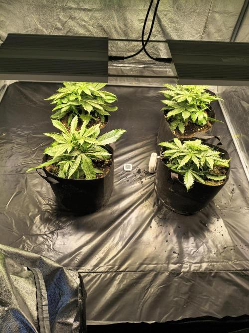 PM Auto. Week 3