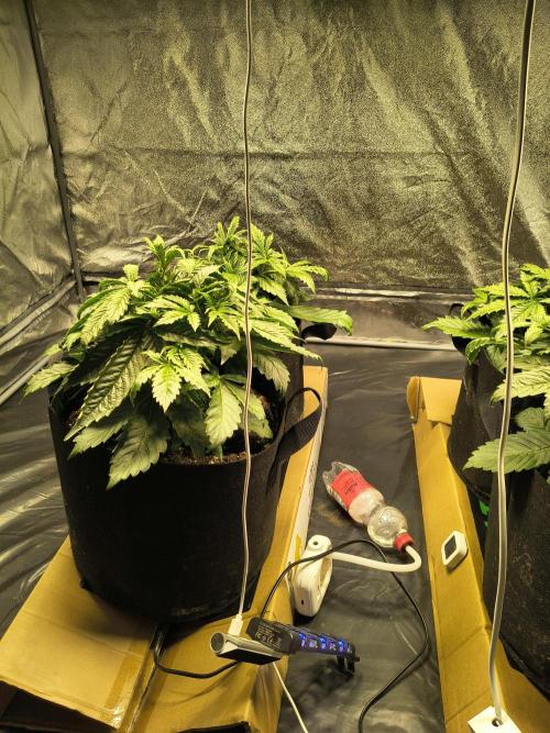 PM Auto. Week 3