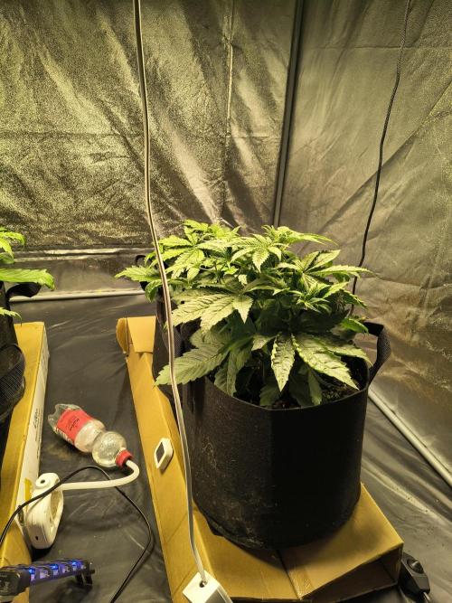 PM Auto. Week 3