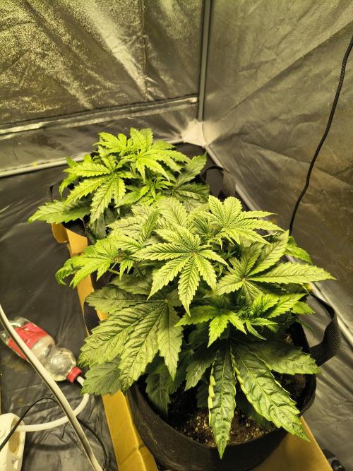 PM Auto. Week 3