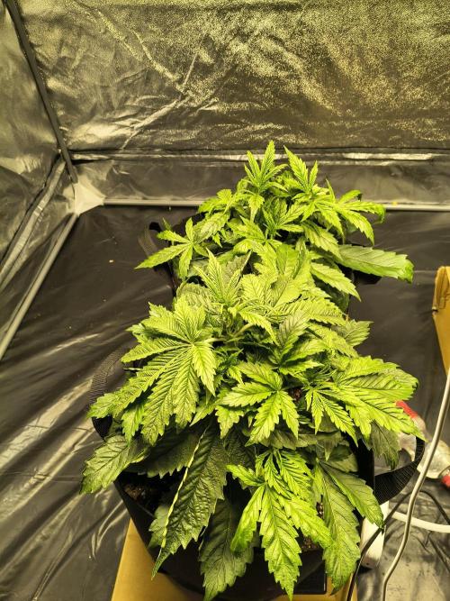 PM Auto. Week 3