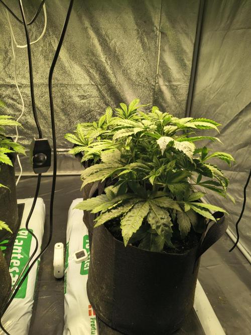 PM Auto. Week 3