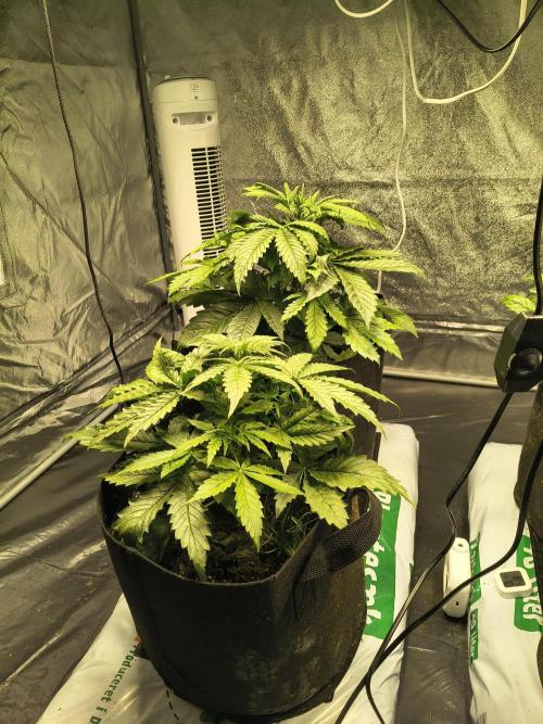 PM Auto. Week 3