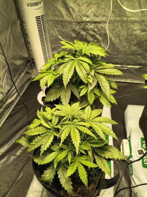 PM Auto. Week 3