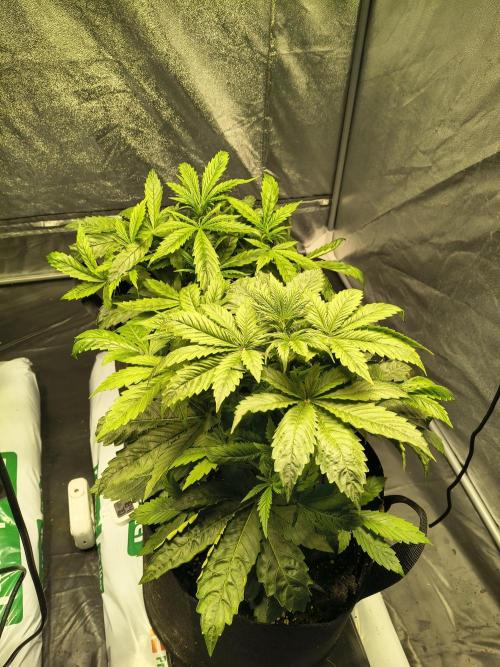 PM Auto. Week 3
