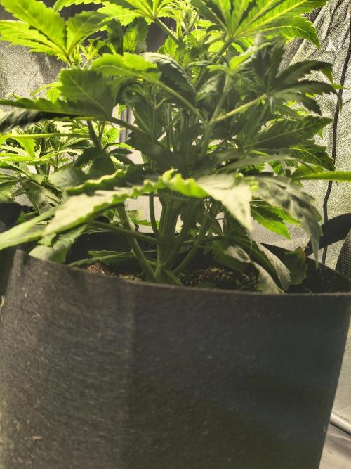 PM Auto. Week 3