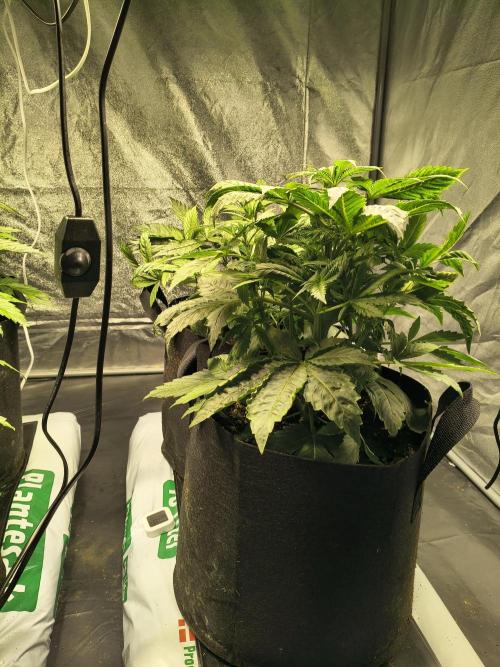 PM Auto. Week 3