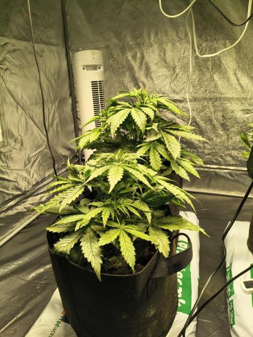 PM Auto. Week 3
