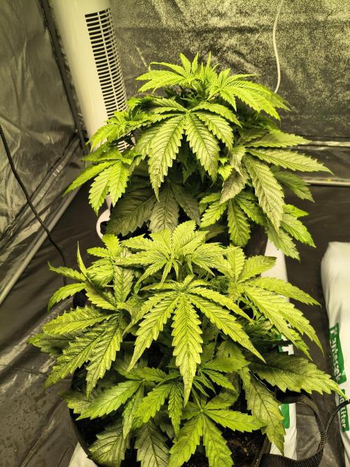 PM Auto. Week 3