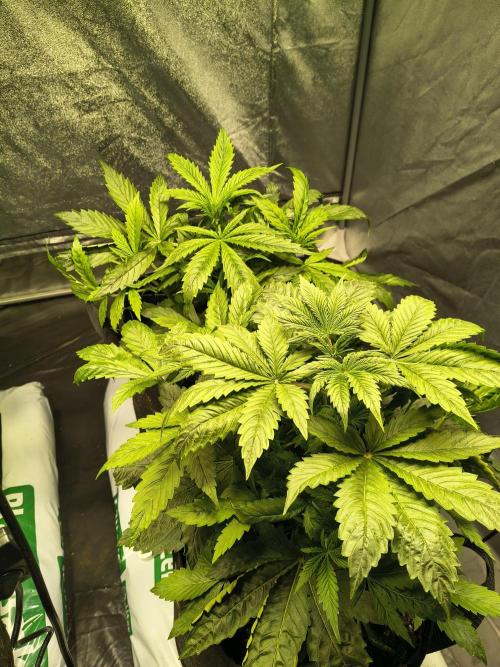 PM Auto. Week 3