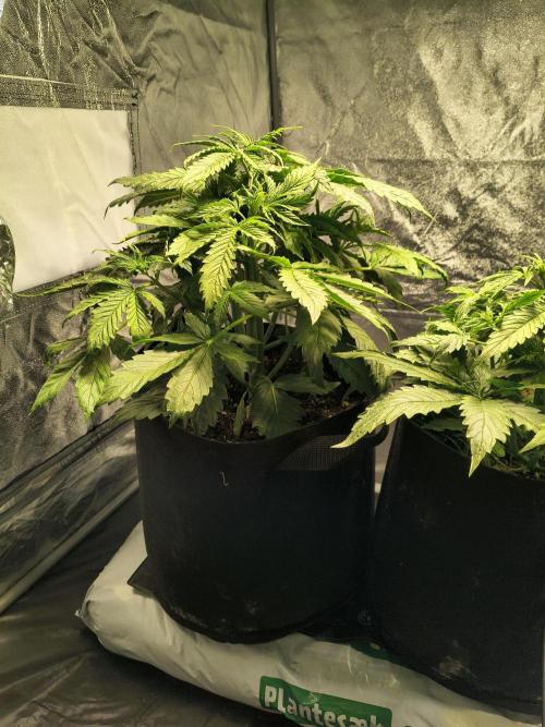 PM Auto. Week 3