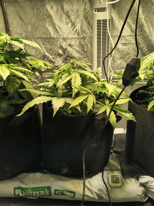 PM Auto. Week 3