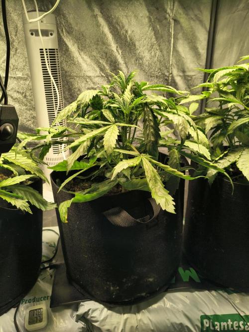 PM Auto. Week 3