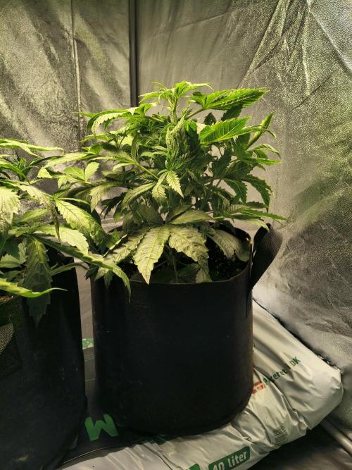 PM Auto. Week 3