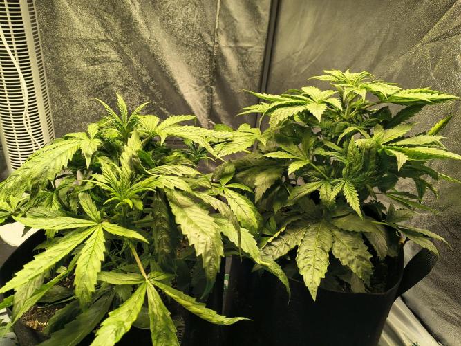 PM Auto. Week 3
