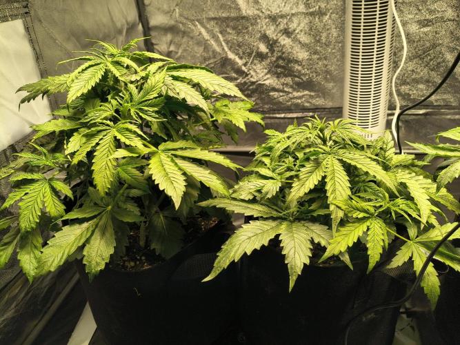 PM Auto. Week 3