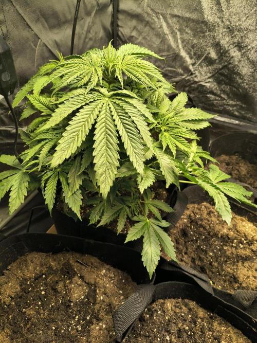 PM Auto. Week 3