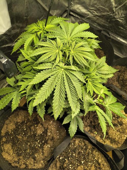PM Auto. Week 3