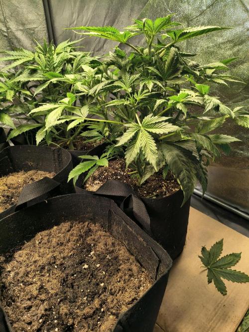 PM Auto. Week 3