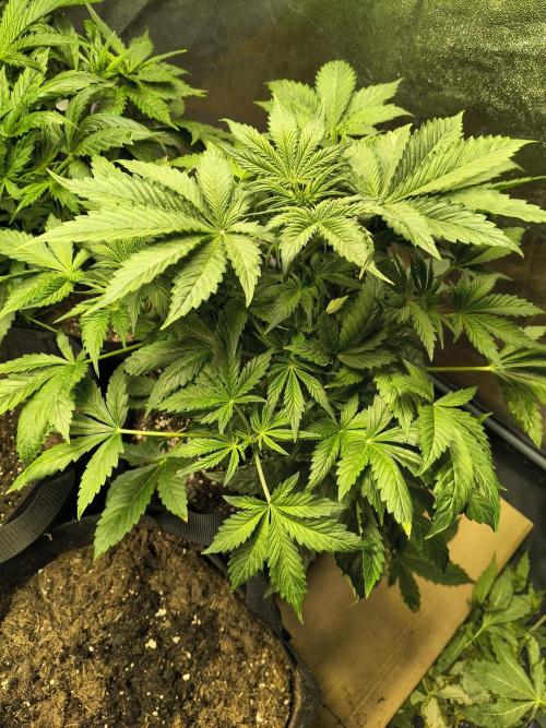 PM Auto. Week 3