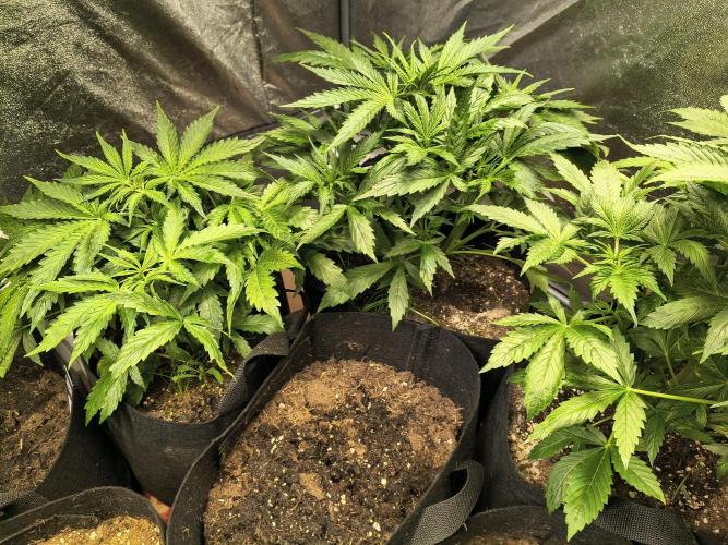 PM Auto. Week 3