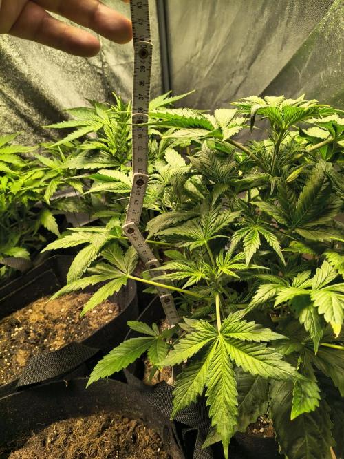 PM Auto. Week 3