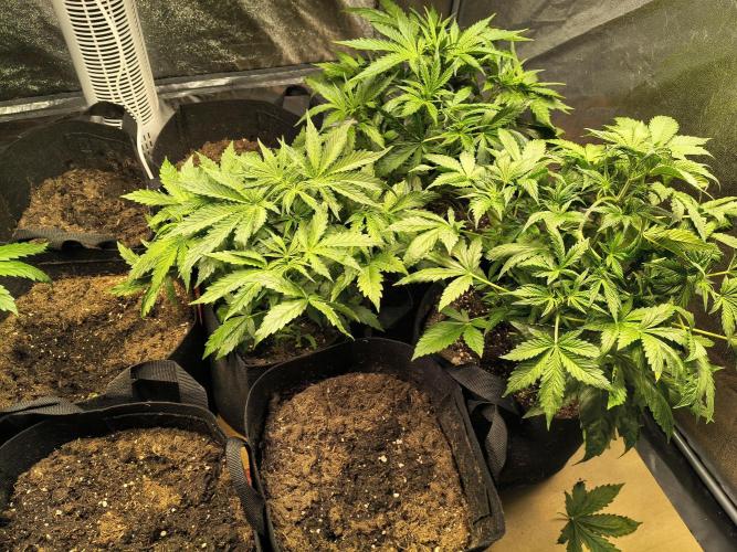 PM Auto. Week 3